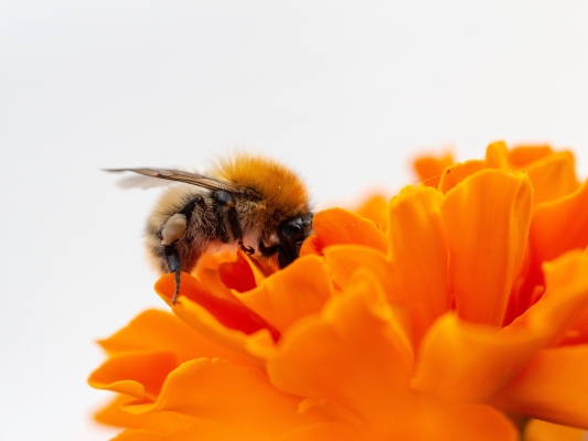 Bron: Pixabay-Honingbij op een oranje bloem